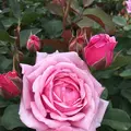 京成バラ園の写真_242693