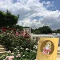 京成バラ園の写真_242694