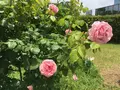 ザ・プリンス パークタワー東京の写真_242898