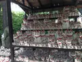 豪徳寺の写真_244513