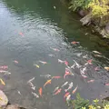 形原温泉あじさいの里の写真_244554