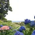 形原温泉あじさいの里の写真_244555