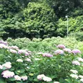 形原温泉あじさいの里の写真_244556