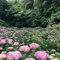 形原温泉あじさいの里の写真_244561