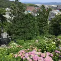 形原温泉あじさいの里の写真_244562