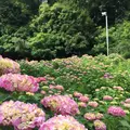 形原温泉あじさいの里の写真_244563
