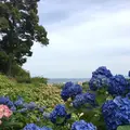 形原温泉あじさいの里の写真_244564