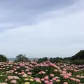 形原温泉あじさいの里の写真_244565