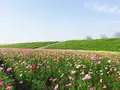 コスモスアリーナふきあげの写真_244671