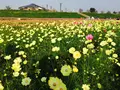 コスモスアリーナふきあげの写真_244672