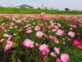 コスモスアリーナふきあげの写真_244674