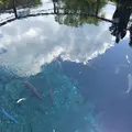 忍野八海の写真_245726
