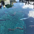 忍野八海の写真_245727