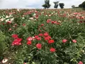 那須フラワーワールドの写真_247483