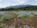 那須フラワーワールドの写真_247484