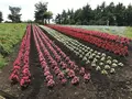 那須フラワーワールドの写真_247485