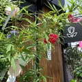 エッセンス カフェ （essence cafe）の写真_247949