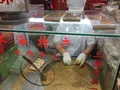 上海の写真_248606