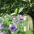 長谷寺の写真_248799