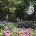 長谷寺の写真_248801