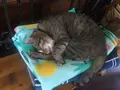 シェブロンカフェ（ＳＨＥＶＲＯＮＣＡＦＥ）の写真_249239
