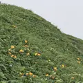 利尻島の写真_249915