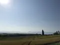 ケンとメリーの木の写真_250881