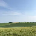 ケンとメリーの木の写真_250883