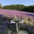 ケンとメリーの木の写真_250884