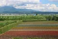 ファーム富田の写真_251727