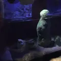 碧南市青少年海の科学館・碧南海浜水族館の写真_252081
