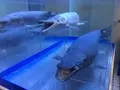 碧南市青少年海の科学館・碧南海浜水族館の写真_252083
