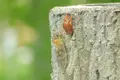 モネの池（名もなき池）の写真_253713