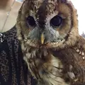 猛禽カフェ ファルコンの写真_254184