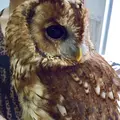 猛禽カフェ ファルコンの写真_254185