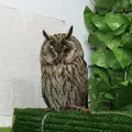 猛禽カフェ ファルコンの写真_254186