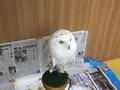 猛禽カフェ ファルコンの写真_254187