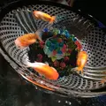 【閉業】アートアクアリウムの写真_255570