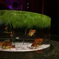【閉業】アートアクアリウムの写真_255571