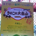 東京タワーの写真_256546