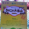 東京タワーの写真_256548