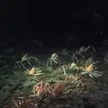 アクアマリンふくしまの写真_258849