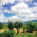 イロナキカゼの写真_263773