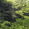 壇鏡の滝の写真_265613