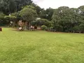 等々力渓谷の写真_266903