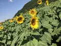 道の駅 原鶴 ファームステーションバサロの写真_267054