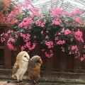松江フォーゲルパークの写真_267953