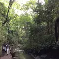 等々力渓谷の写真_268677