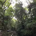 等々力渓谷の写真_268678