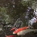 等々力渓谷の写真_268680